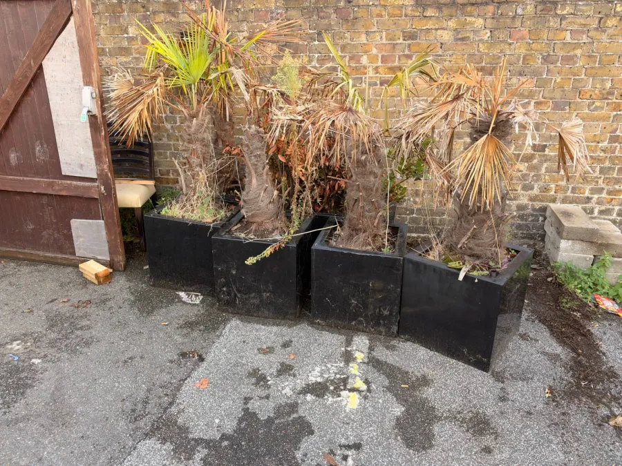 Before: Restaurant yard clearance in Rayleigh: dead palms and four heavy planters taken away, yard left clear